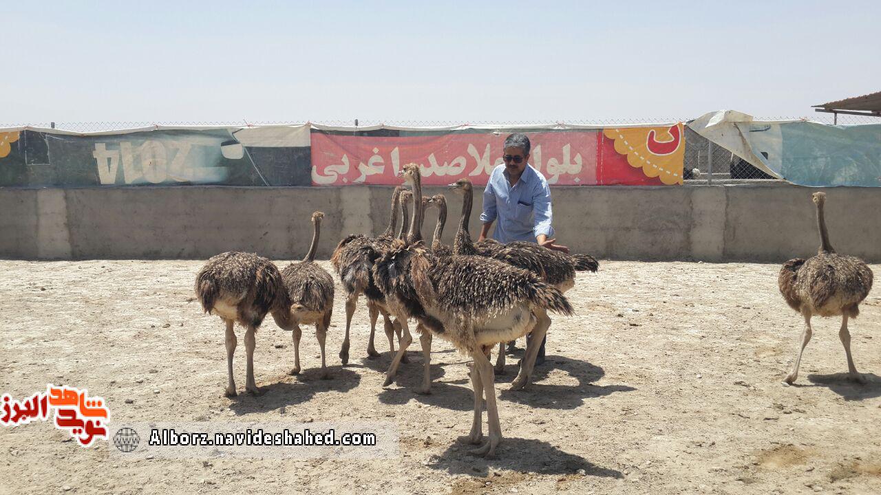 روایتی از همت کارآفرین دوران دفاع مقدس روایتی از همت کارآفرین دوران دفاع مقدس